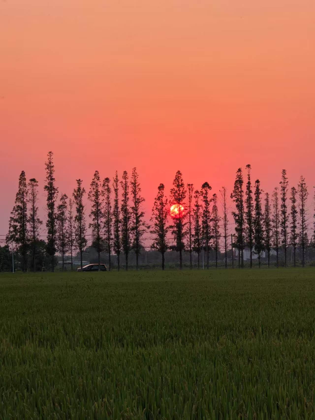 夕阳下的树影与田野